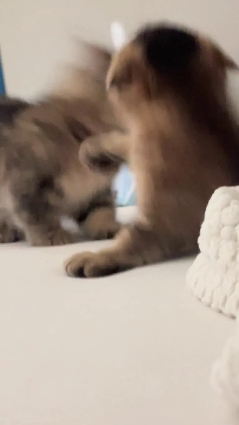 Why does my kitten scream when she plays?