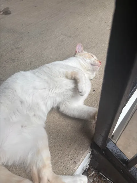 A beautiful boy followed me home today ❤️