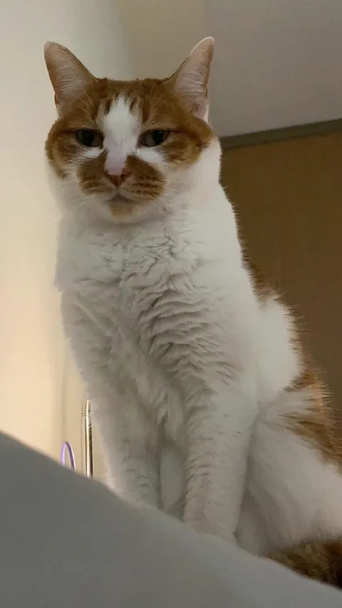 Meimei (10) will always be loved❤️