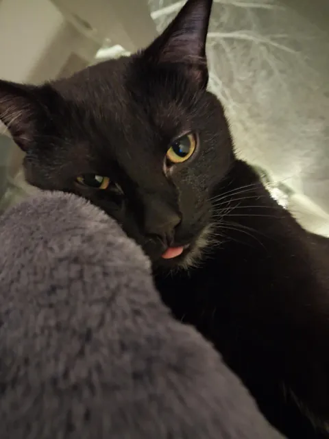 He loves his new cat tree