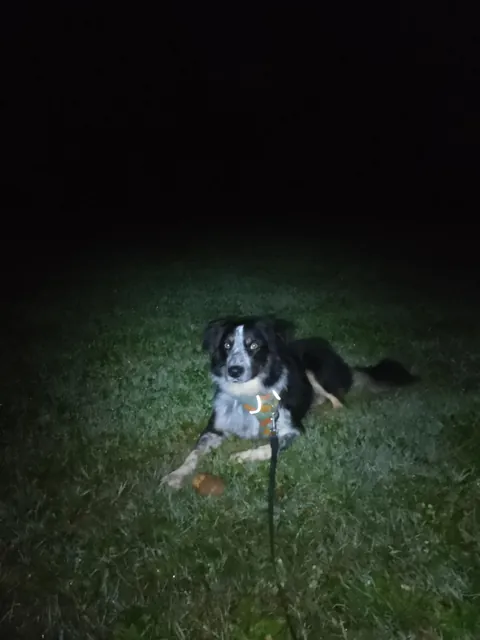Moxie finally stole a potato from the field we've been watching for 127 days. I don't have the heart to take it away 😭💖