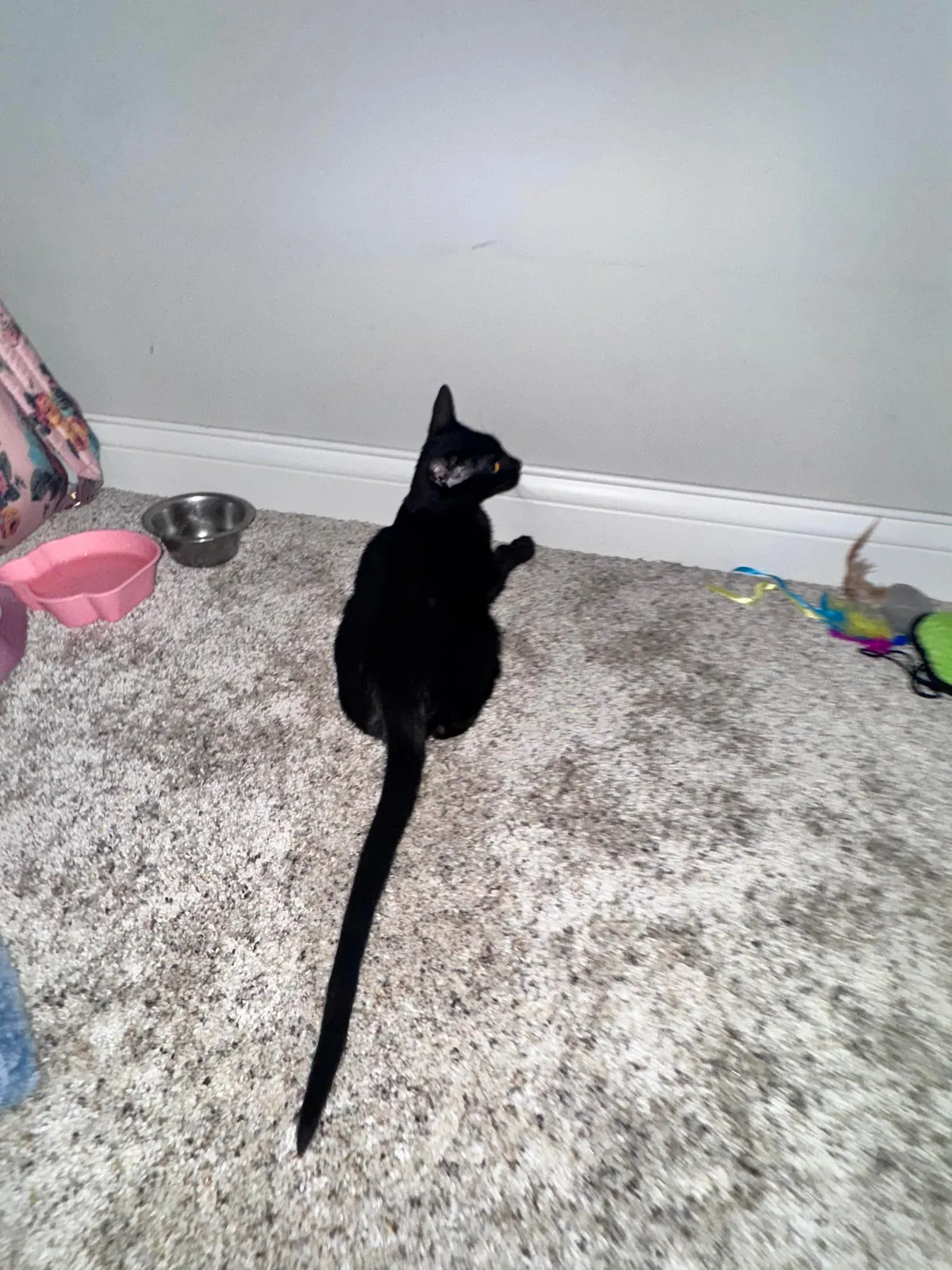 Longest tail i’ve ever seen