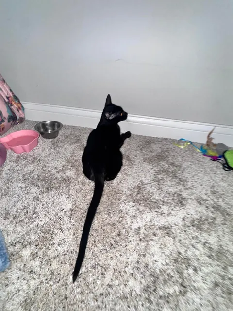 Longest tail i’ve ever seen