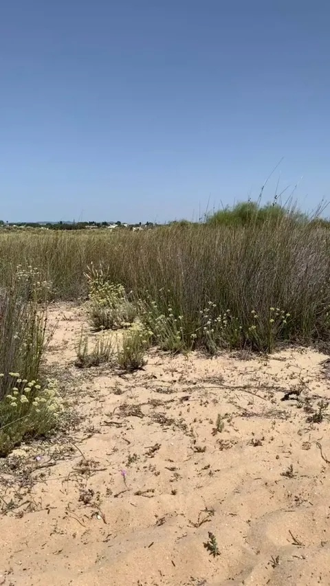 Love exposing my asshole outside