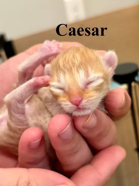 UPDATE: Took in a Feral and now I'm caring for a Litter of Kittens