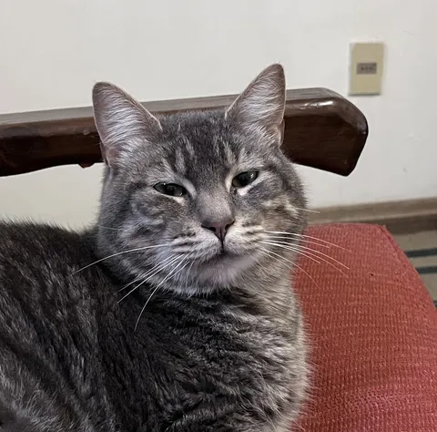 Meet Odín, he's my little loved boy. Today's his last night. Tomorrow he is joining the Vallhala. Send him your regards :] ♥