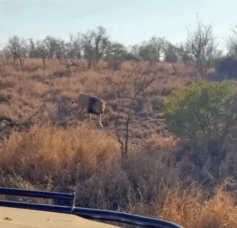 Lion ambushes feasting Hyenas