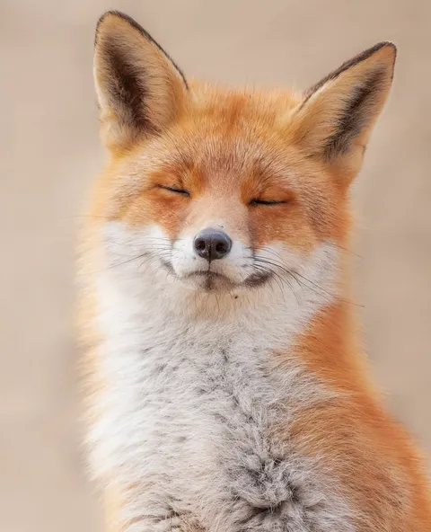 🔥 Zen Fox 🔥
