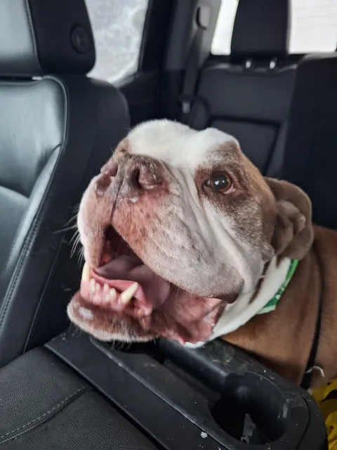 This is Hank. He's going for his last ride. I just wanted the world to know he was here and he was a really good boy.