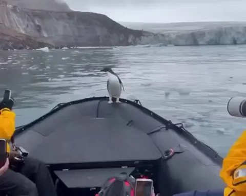 A penguin jumped on this boat to escape a seal, so they took him to the iceberg where his friends were waiting him