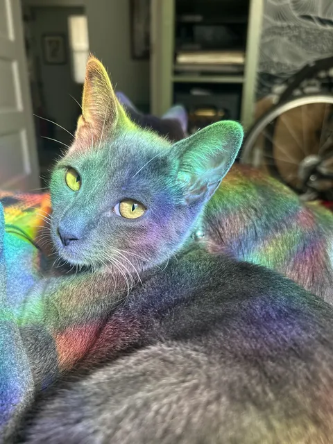 🎶she’s like a rainbow🎶