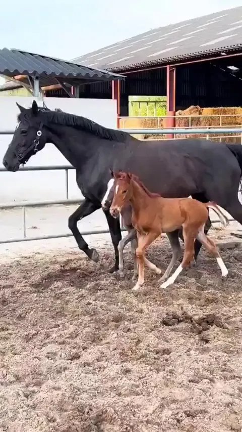 Mama horse is so proud of her beautiful twin babies