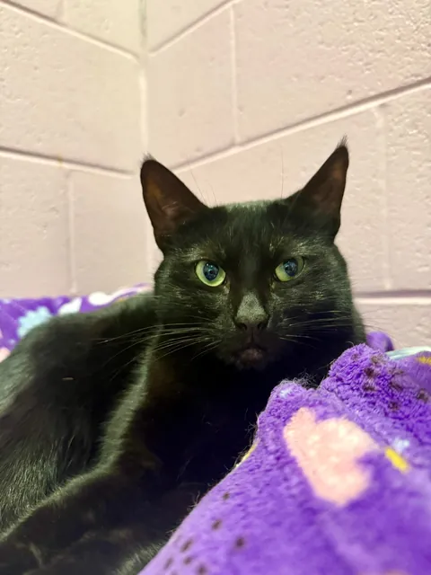 In honor of Halloweekend, here are all the black cats at the shelter I volunteer with.