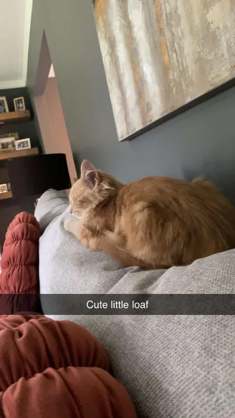 I would love if anyone could ask questions about my sweet peanut🕊️