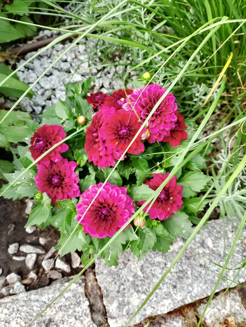 Summer flowers