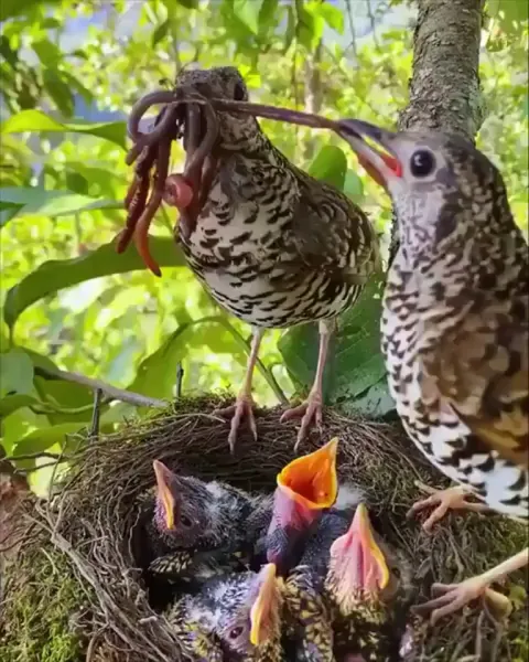 Mom shows dad how to feed the babies.