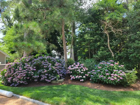 You fertilized, but did you properly prune?