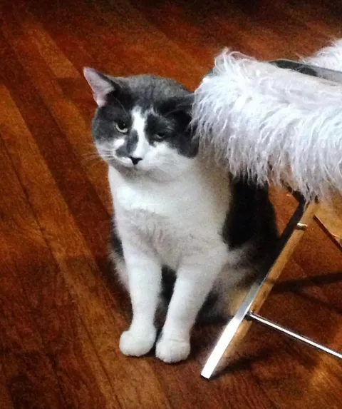 My sweet boy crossed over the rainbow bridge tonight