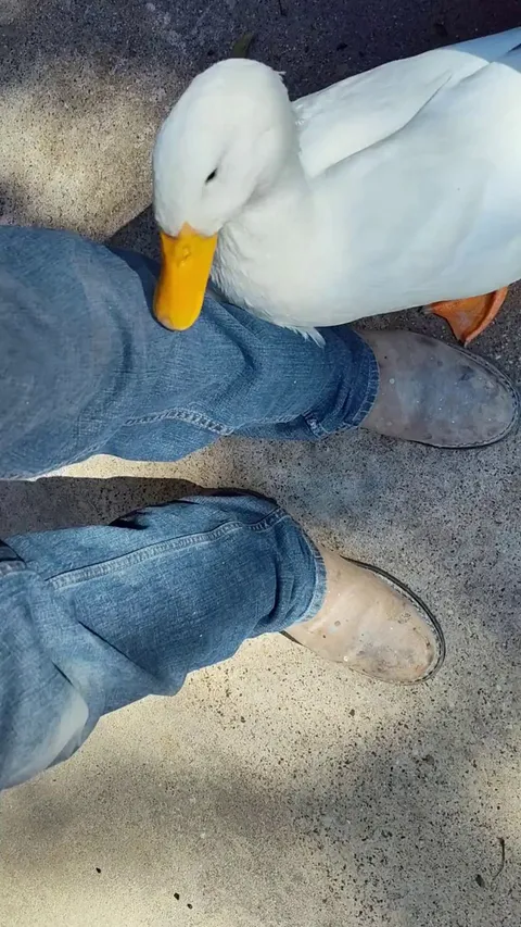 Phil was in his feels when I got home from work today 