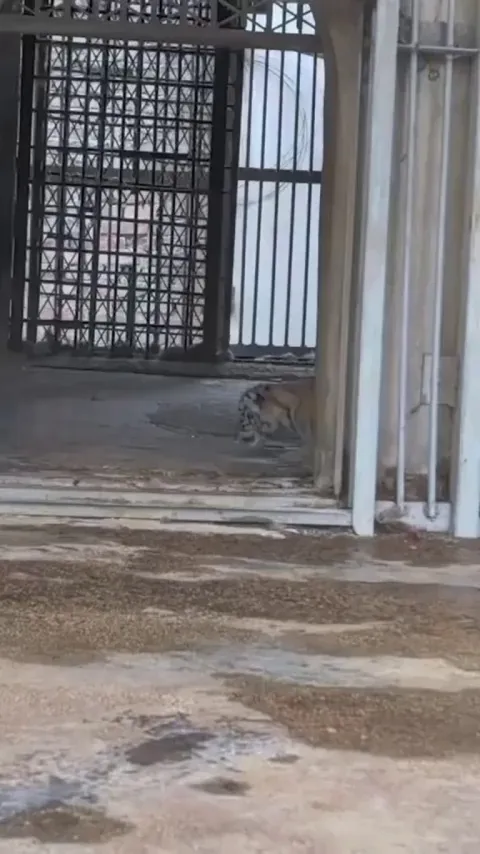 Cub’s great escape instantly canceled by Mum