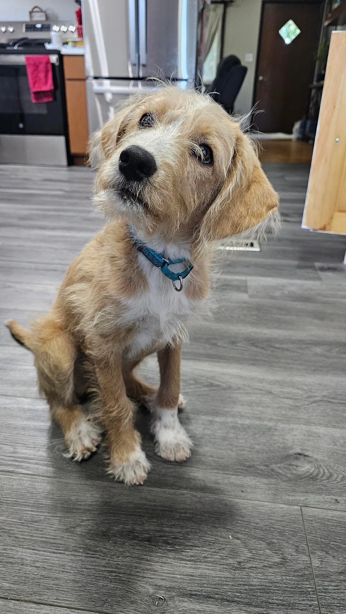 Our Skye puppers🥰