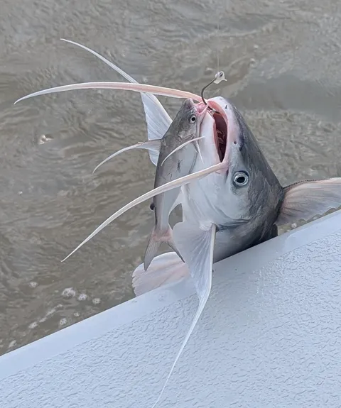 My son caught two fish on one hook.