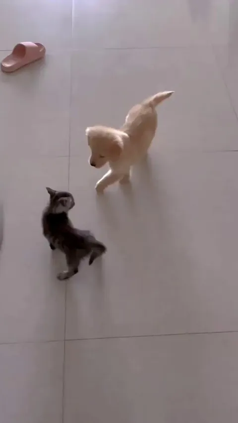 Looks like best friends to me.