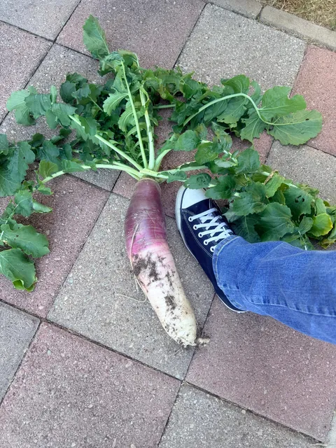 So I kinda forgot about this guy