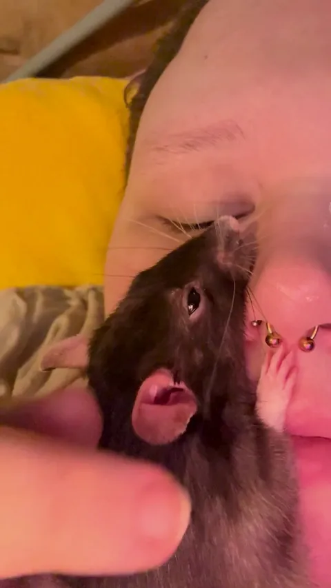 Rat stuck to my face, please advice?