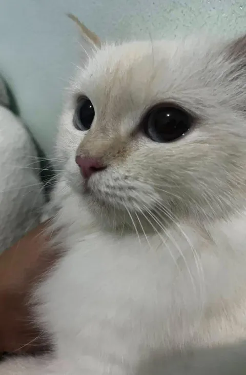 She is so pretty 💕🐾