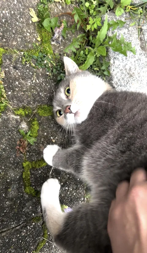 Found her next to my car - now I’m in love