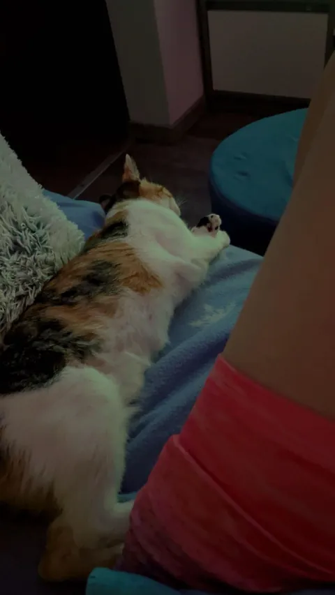I lost my soul cat at just one year old, and I don’t know how to live with this pain