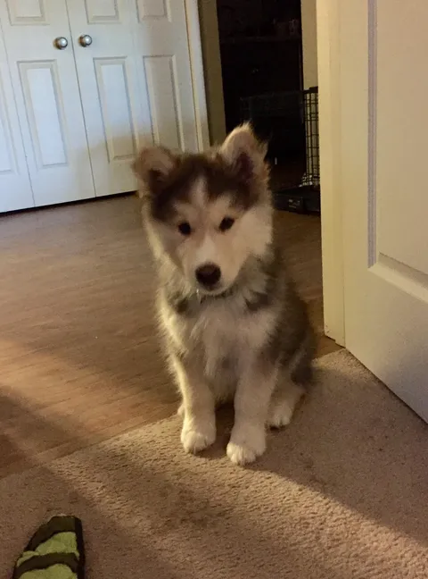 Handsome little fella