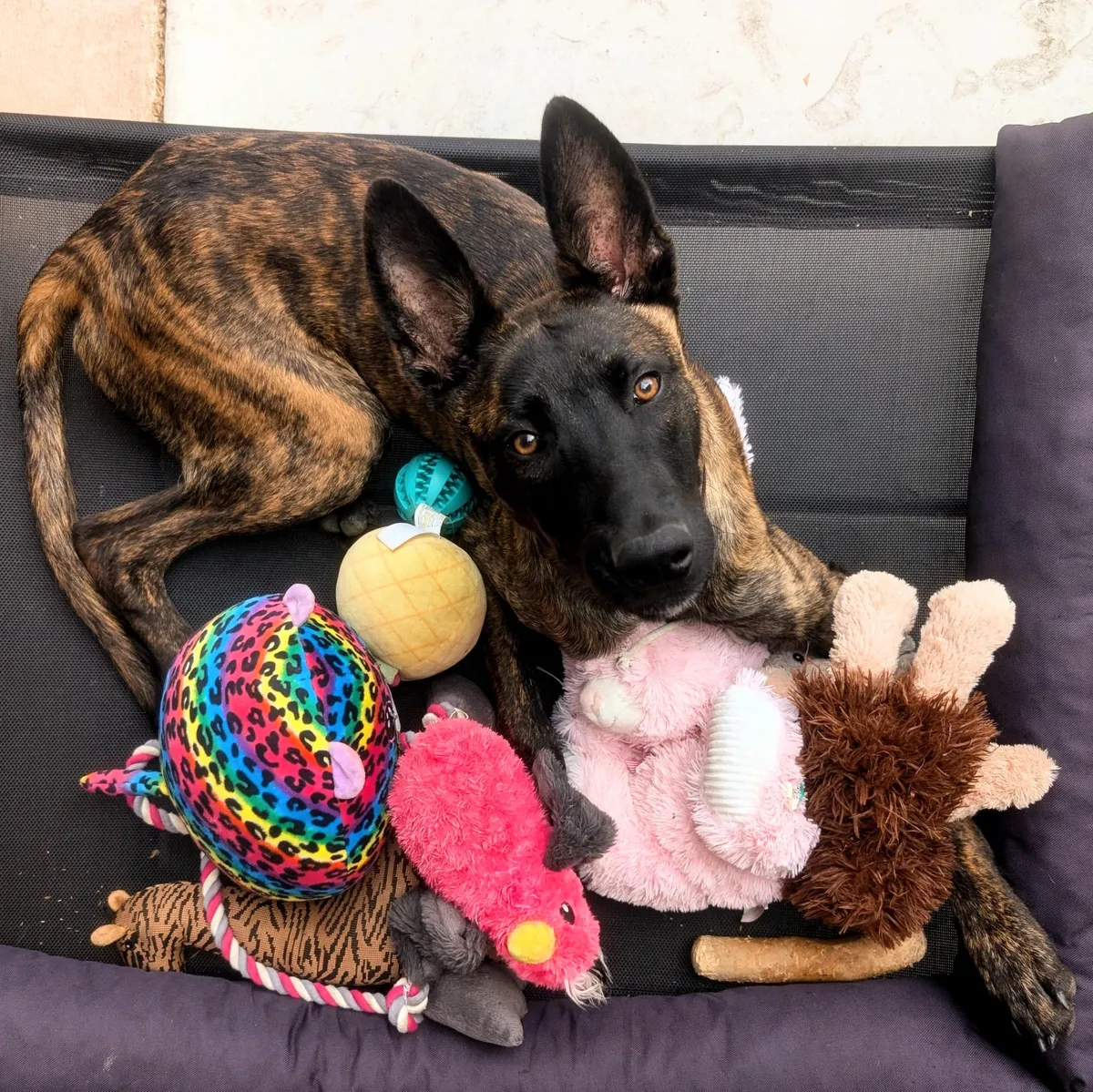 Daddy Long Legs with his harem of toys