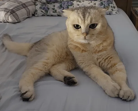 My beloved cat left this world forever.