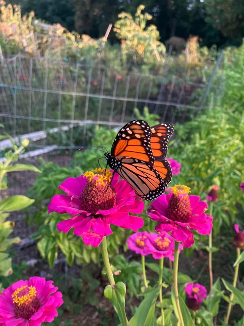 Blooms from my community garden today