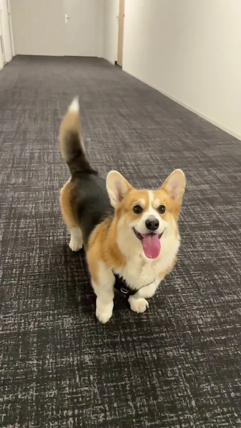 Thomas would like to show you the tiniest hop