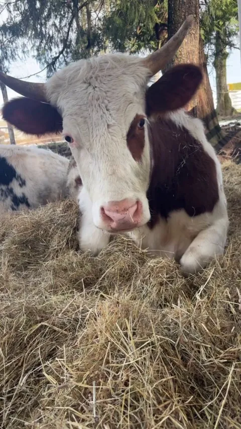 My cow sleeping in his breakfast like hay is cheap 🙄 and taunting me with his glare