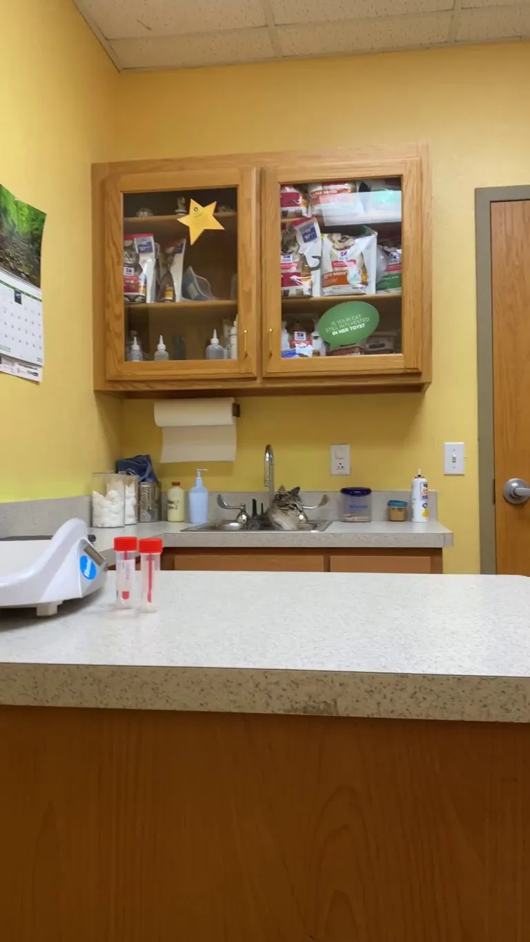 My cat decided to pee in the sink at his first vet visit. 