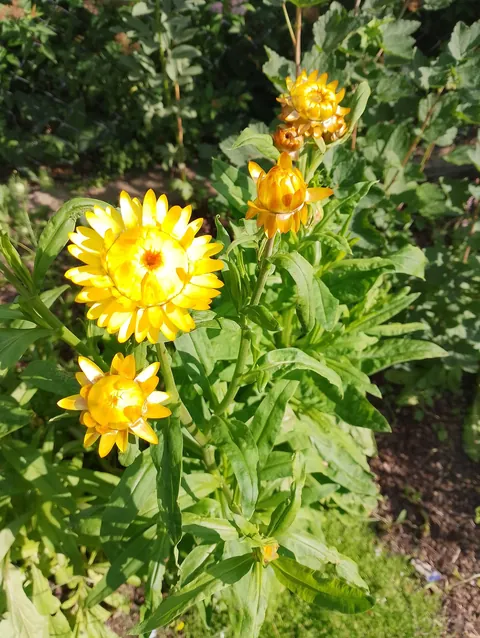 Summer flowers