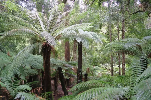 🔥Tasmanian Tree Ferns, Dicksonia antarctica. At Liffey Falls in the Tasmanian Central Highlands.