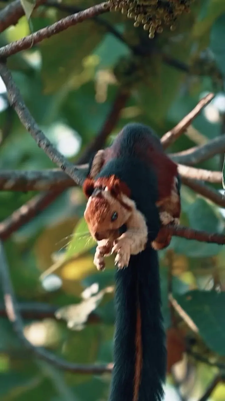🔥The Malabar giant Squirrel (Ratufa indica)