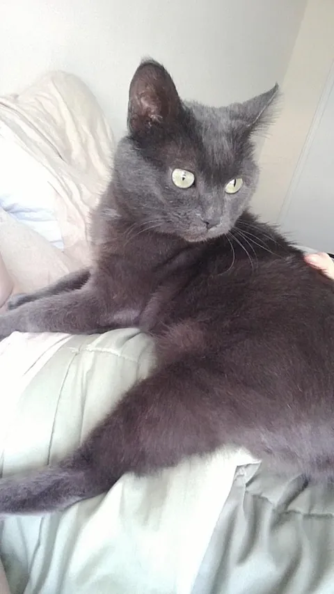 Saying goodbye to my first born feline son tomorrow after 10 years together