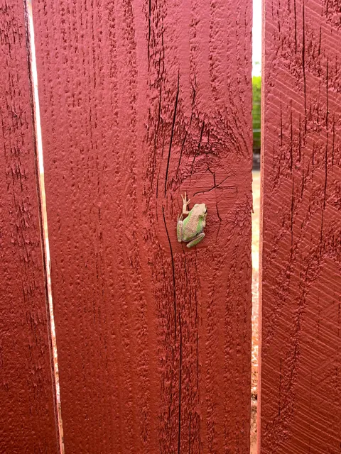 Frogs all over the garden yesterday