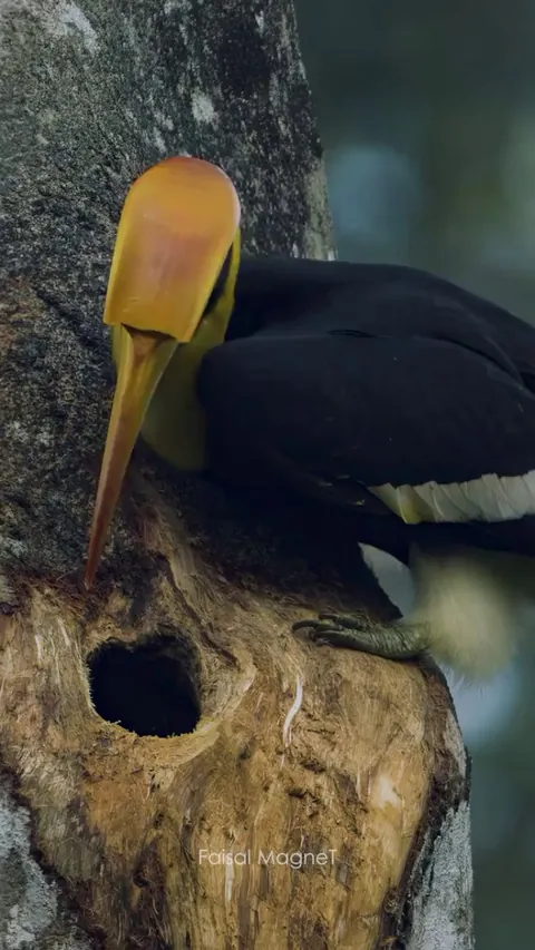 🔥 A Pair of Great Indian Hornbills Building Their Nest - Western Ghats (Kerala), India