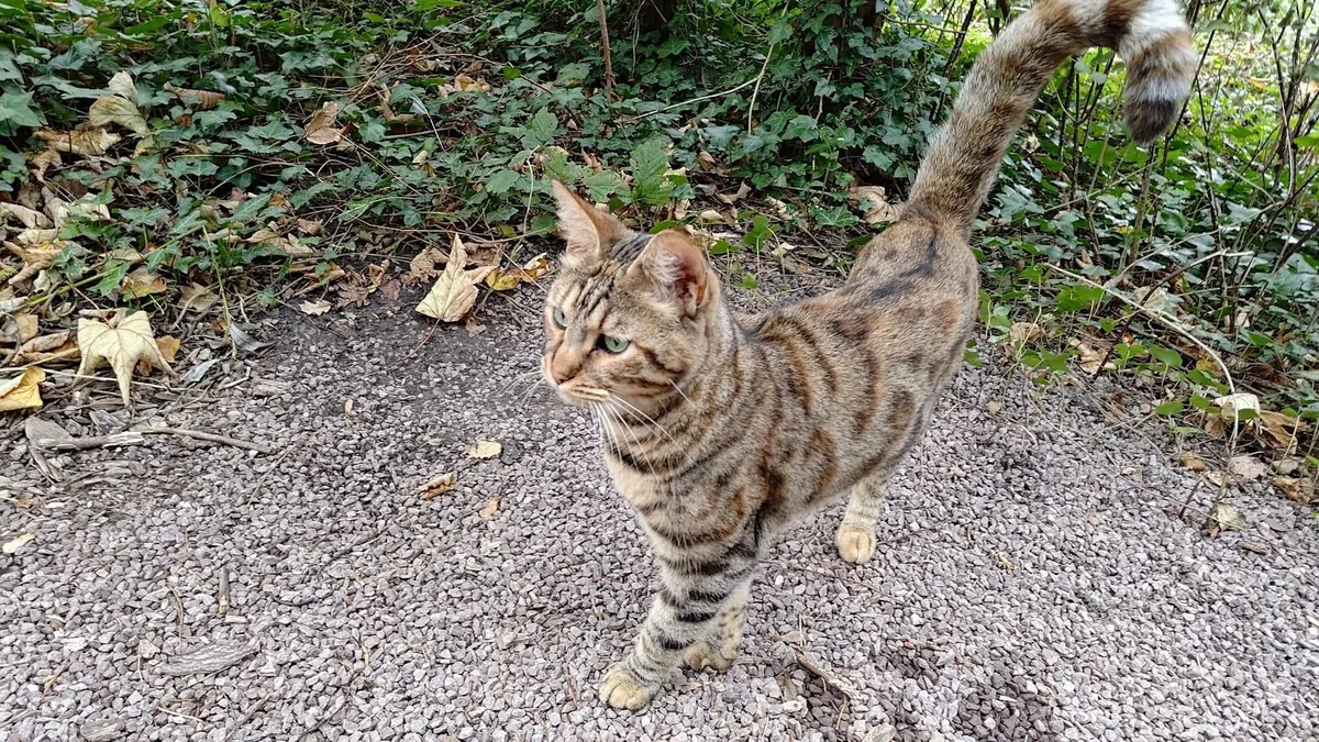 Beautiful cat has been dumped by it's owner...