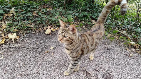 Beautiful cat has been dumped by it's owner...
