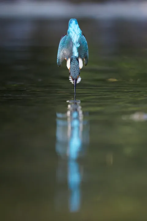 ITAP of a diving kingfisher at the moment it touched the water.