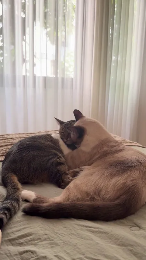 Recently adopted bro (right) tried hard to be accepted by our cat. It always makes me happy to see they’ve finally bonded