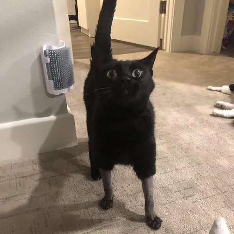 Partially shaved cats